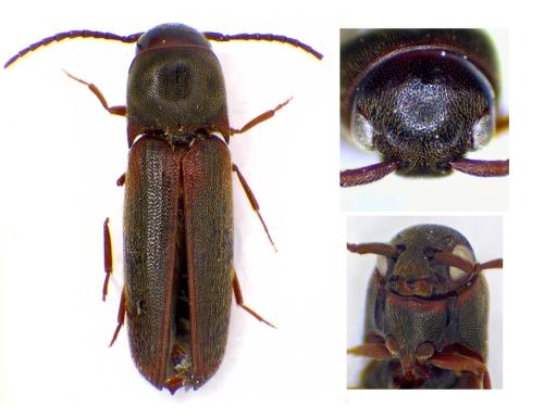 Dirrhagofarsus sp.